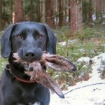 hase_und_hund